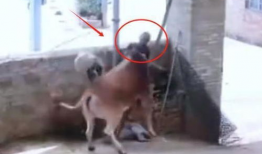 老牛视频,揭秘生活百态，探寻人生哲理