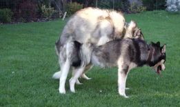 狗交配的视频,揭秘交配行为背后的奥秘